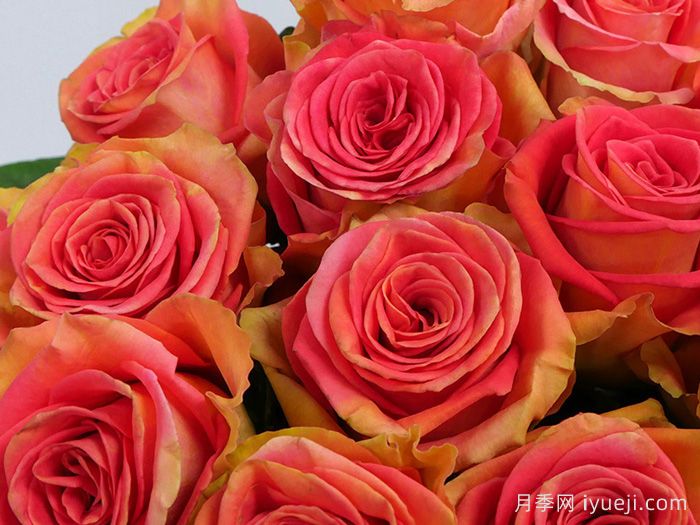 麦迪娜广场月季Grandiose(图1)