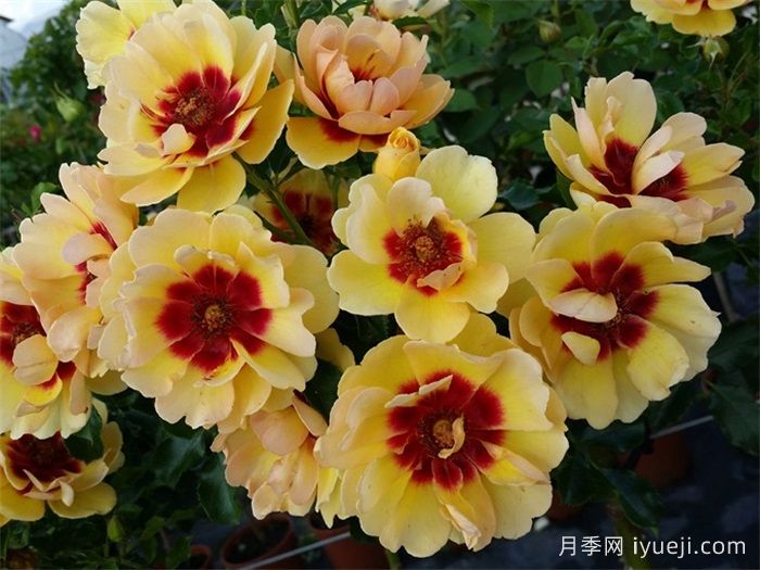 玛雅巴比伦眼睛月季Maja Babylon Eyes(图1)