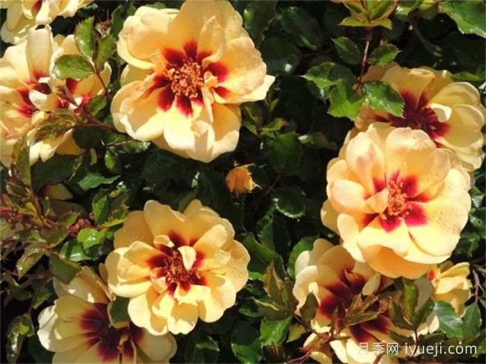 玛雅巴比伦眼睛月季Maja Babylon Eyes(图2)