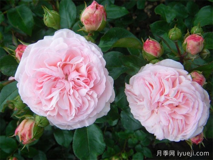 玛丽亚泰丽莎月季/玛丽娅特蕾莎Mariatheresia(图3)