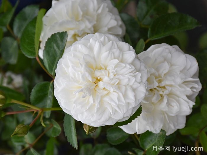 玛莲娜毕加索月季/香草马卡龙/白色格蕾丝Marina Picasso(图1)