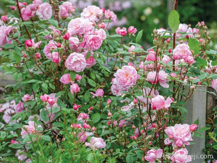 玛丽德拉尼月季/莫蒂默赛克勒Mary Delany(图3)