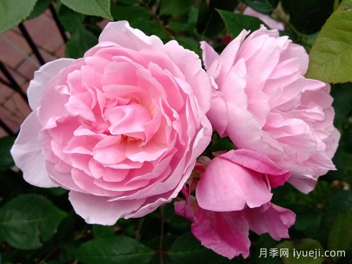 玛丽德拉尼月季/莫蒂默赛克勒Mary Delany(图2)