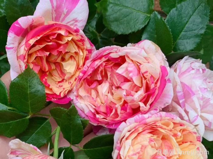 马奈月季/爱杜尔马奈Edouard Manet(图1)