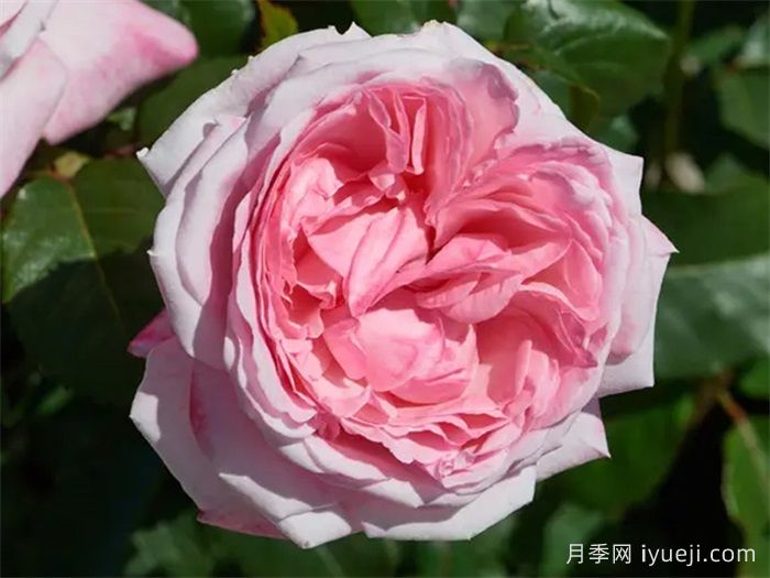 玛尔莉丝月季/玛里斯Marlis Renaissance(图1)