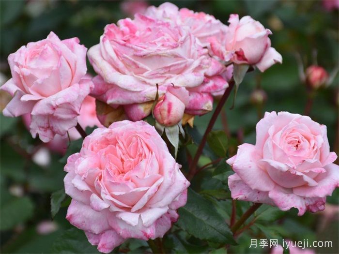 玛尔莉丝月季/玛里斯Marlis Renaissance(图2)