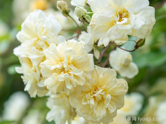 马文山月季Malvern Hills(图2)