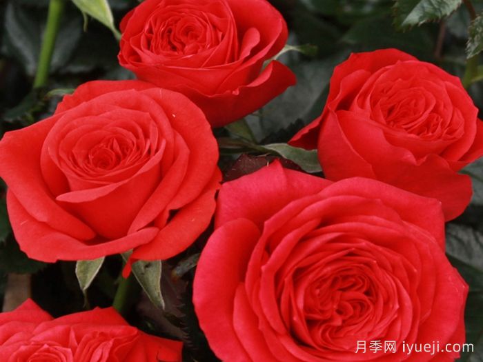 玛斯兰月季/永远的马斯兰月季Maasland Forever(图1)