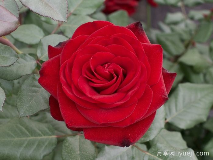 马琳月季/玛琳Marlene(图2)