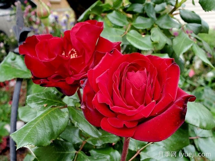 马琳月季/玛琳Marlene(图3)