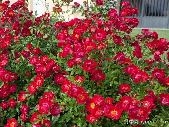 红色漂流月季Red Drift(图2)