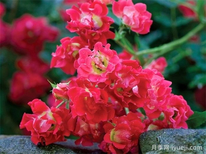 红色漂流月季Red Drift(图3)