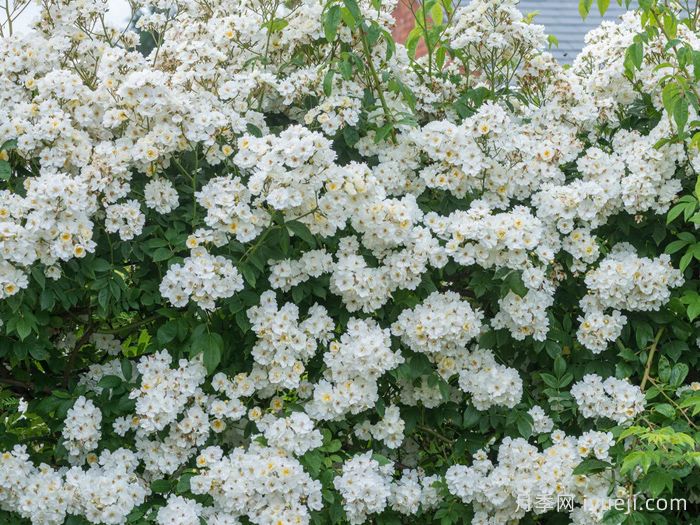 蔓延校长月季/校长月季Rambling Rector(图2)