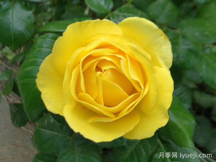 漫步阳光月季/阳光漫步Walking on Sunshine(图2)