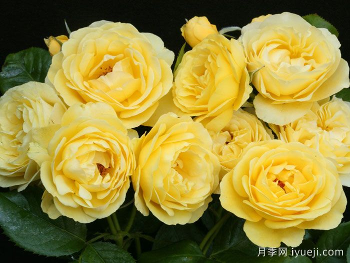 漫步阳光月季/阳光漫步Walking on Sunshine(图1)