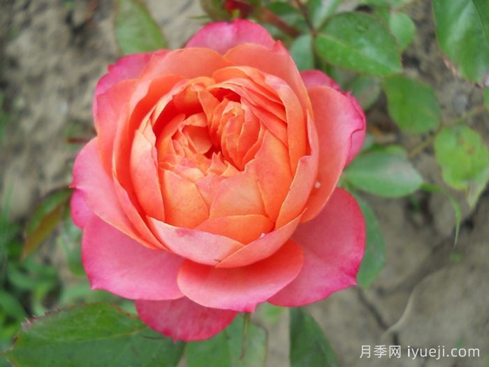 芒果浪漫月季Mango Romantica(图1)