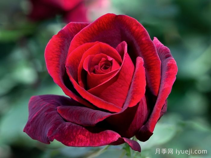 玫昂爸爸月季Papa Meilland(图3)