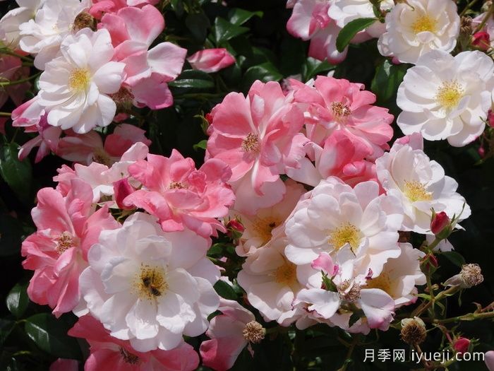 玫瑰浪漫月季/火蛋白石/蔷薇浪漫/格莱特Roseromantic(图2)