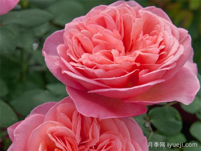 玫昂小姐月季/甜蜜小姐月季Mademoiselle Meilland(图2)