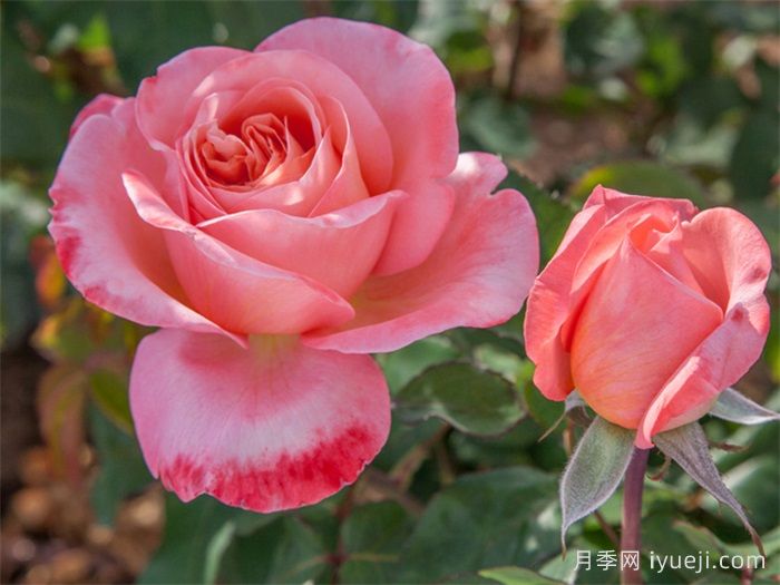 玫昂小姐月季/甜蜜小姐月季Mademoiselle Meilland(图1)