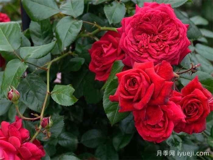 玫瑰国度的天使月季/蒙马特共和国月季Republique de Montmartre(图3)