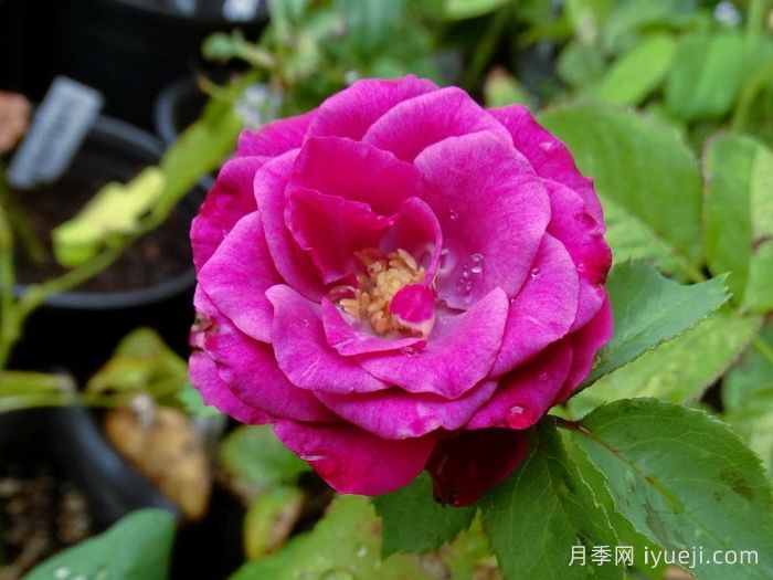 梅丽月季/梅丽莎Meli(图1)