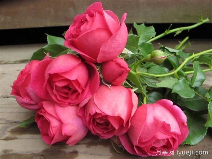 梅特斯辛格月季Meistersinger(图1)