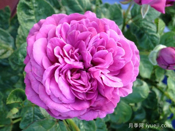 完美的李子月季/梅子色完美月季Plum Perfect(图1)