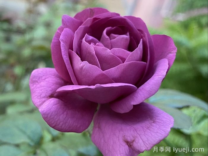 完美的李子月季/梅子色完美月季Plum Perfect(图2)