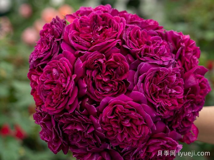 美杜莎之瞳月季(图2)