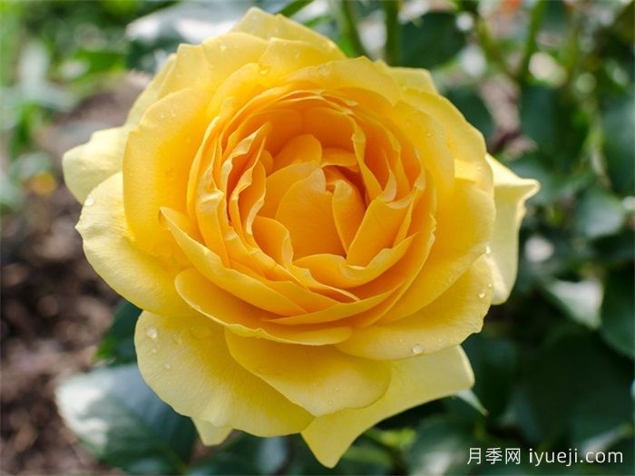 美妙绝伦月季/**惊艳/朱莉亚查尔德/儿童茱莉娅Absolutely Fabulous(图2)