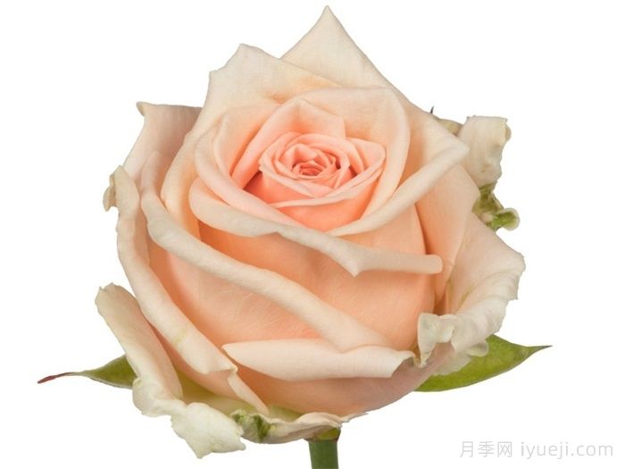 美琪月季/梅西+Maisie(图1)