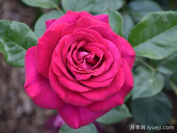 美人丽芙月季/丽滨月季Belles Rives(图1)