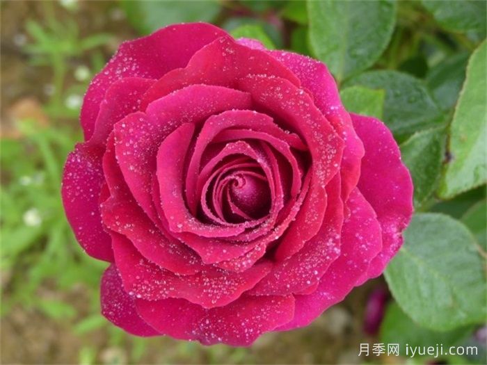 美人丽芙月季/丽滨月季Belles Rives(图2)