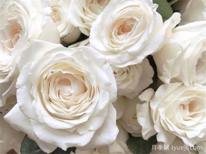 美雪公主月季/蜜柚公主Princess Miyuki(图1)