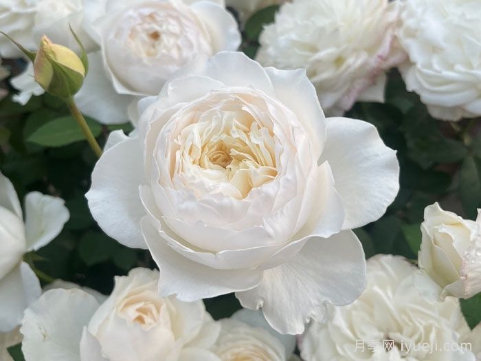 美雪公主月季/蜜柚公主Princess Miyuki(图2)