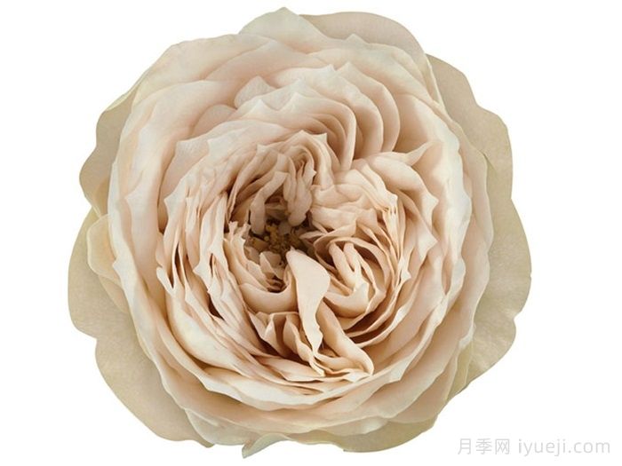 米色阴影月季Shades of Beige(图1)