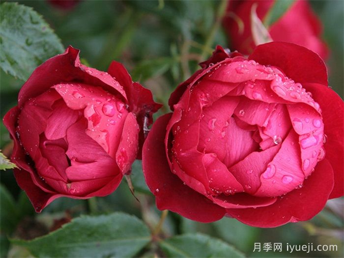 米兰诺月季/米兰Milano(图1)