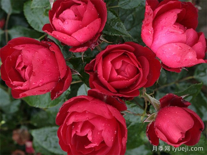 米兰诺月季/米兰Milano(图2)