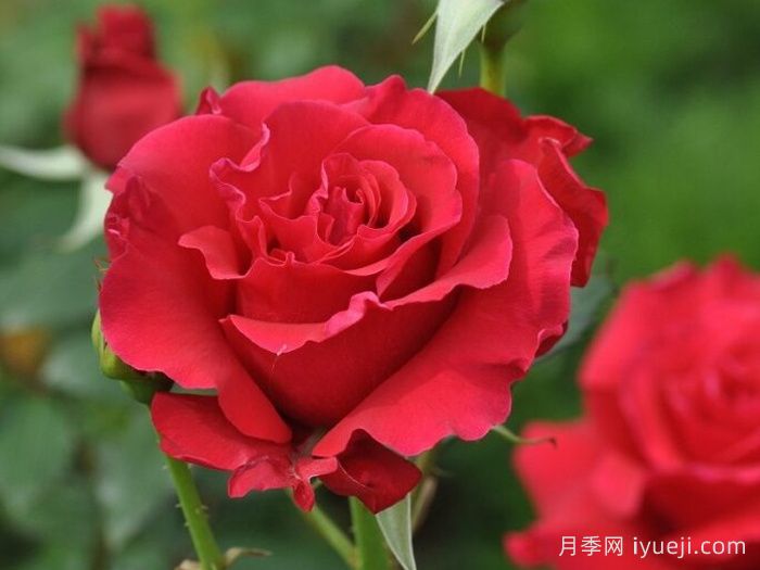 米迦勒大天使月季/天使长月季Michael(图2)