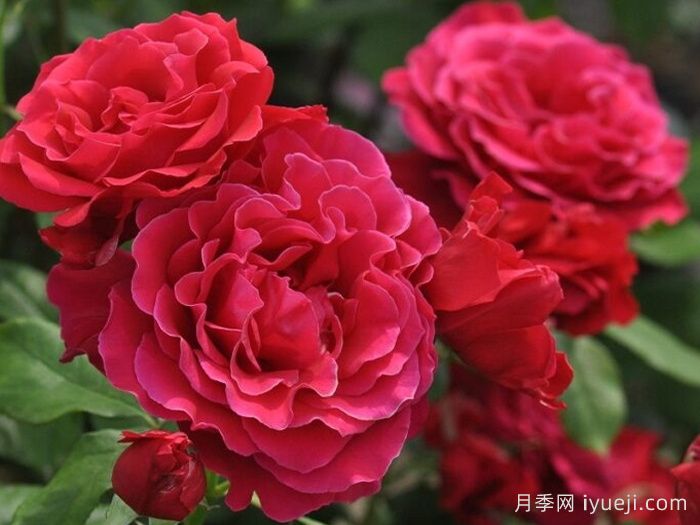 米迦勒大天使月季/天使长月季Michael(图3)