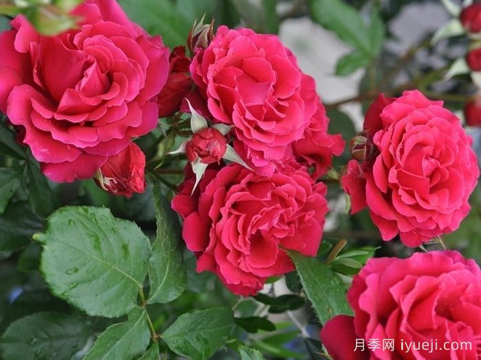 米迦勒大天使月季/天使长月季Michael(图4)