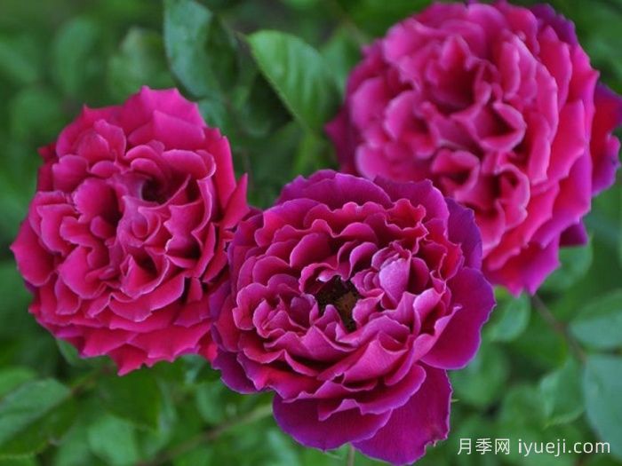 迷人褶边月季Glamorous Ruffles(图1)