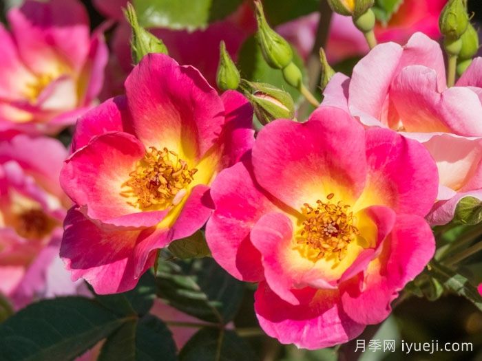 梦繁星月季(图1)