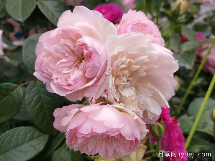 迷篱月季Misted(图1)