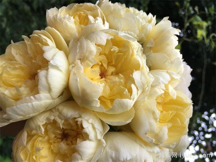 朦胧月色月季Moon Overfliwing(图2)