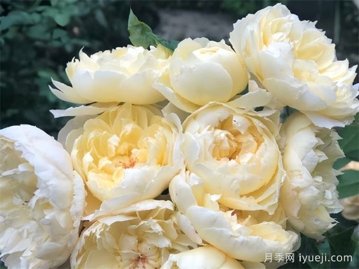 朦胧月色月季Moon Overfliwing(图3)