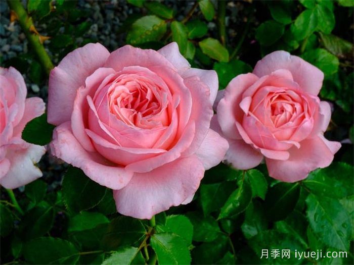 莫利纳尔玫瑰月季/莫利纳之花La Rose de Molinard(图2)