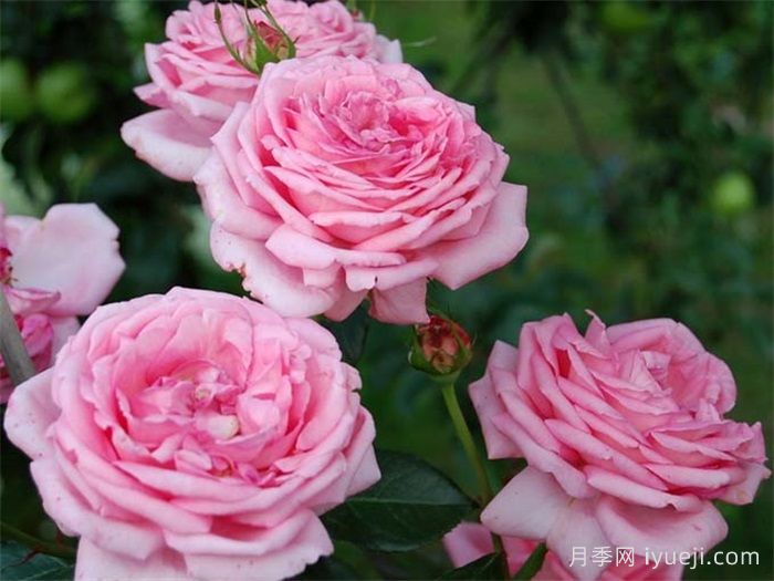 莫利纳尔玫瑰月季/莫利纳之花La Rose de Molinard(图1)