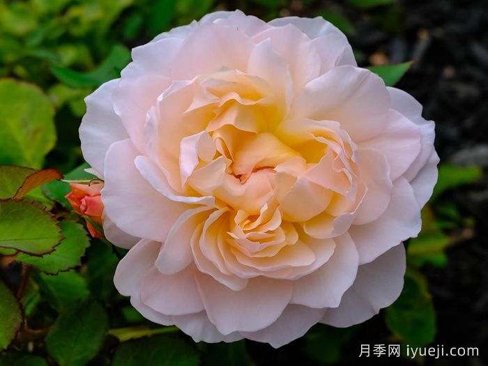 抹大拉的玛丽亚月季/玛丽亚玛达琳Mary Magdalene(图1)